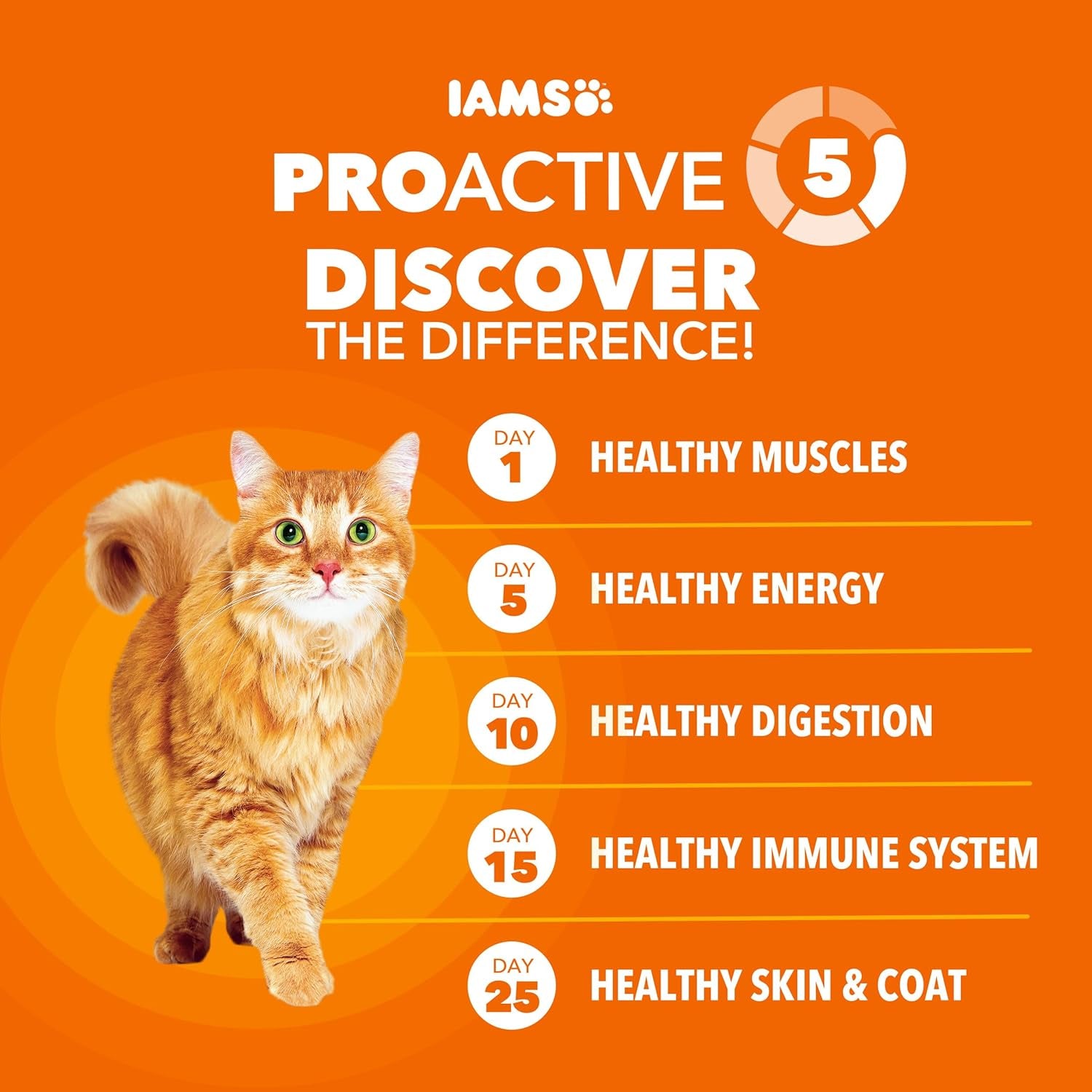 Proactive Health Healthy Adult Dry Cat Food, Chicken, 7 Lb | Veterinarian-Recommended, Real Chicken #1 Ingredient, Chicken & Egg Protein, Wholesome Grains for Energy, Supports Muscles